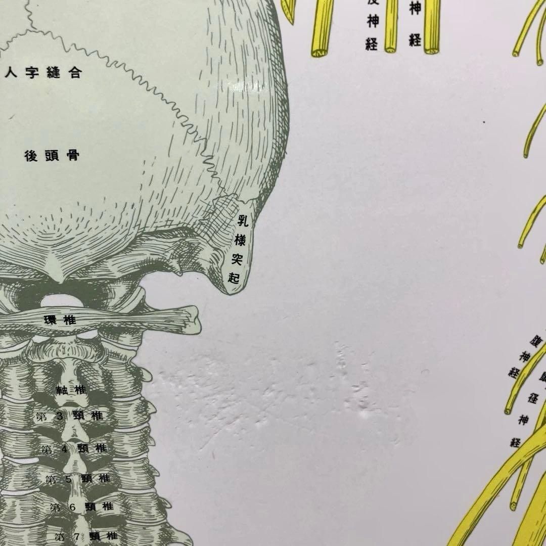 カイロプラクティック　人体神経系統図パネル 自律神経系統図パネル2枚セット