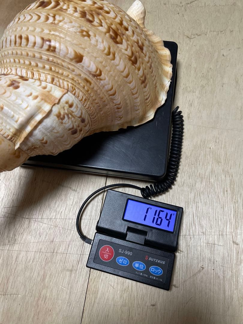 法螺貝　特大ホラ貝　新鮮な法螺貝　大きいサイズ　K001005