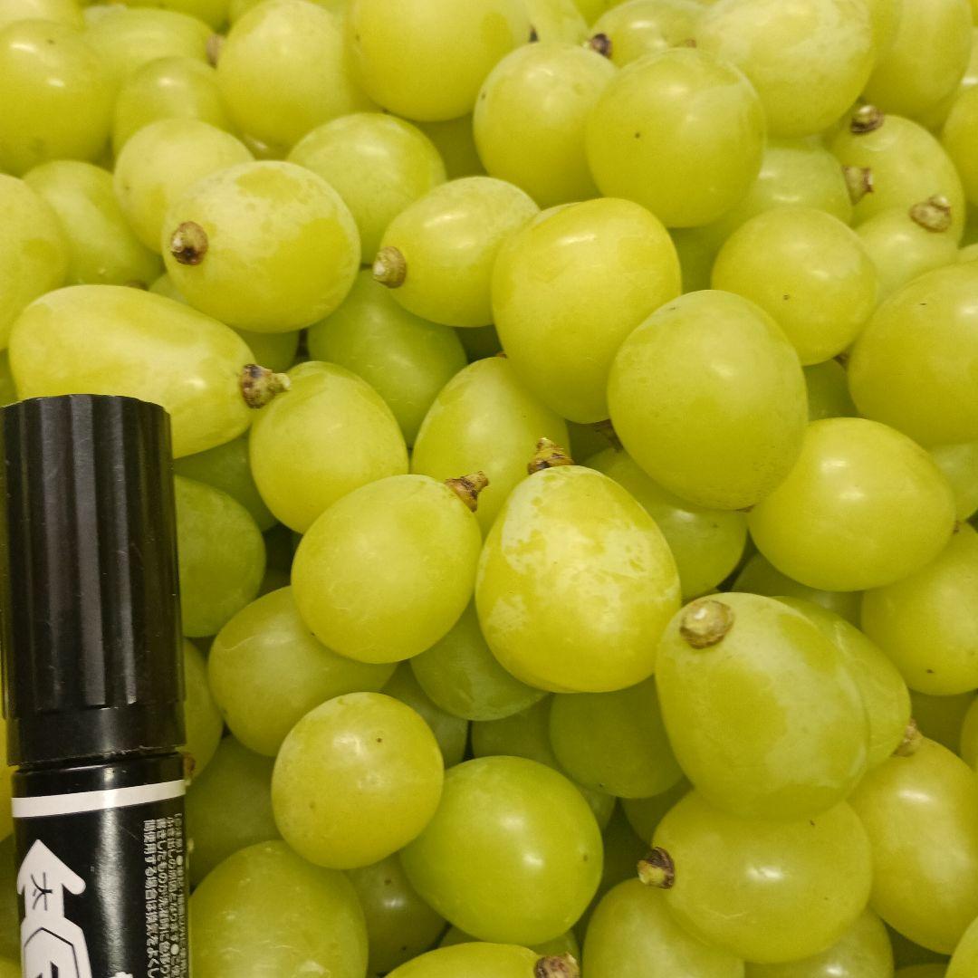 シャインマスカット::小粒青色の、徳用8キロ入りの粒バック入りになります。