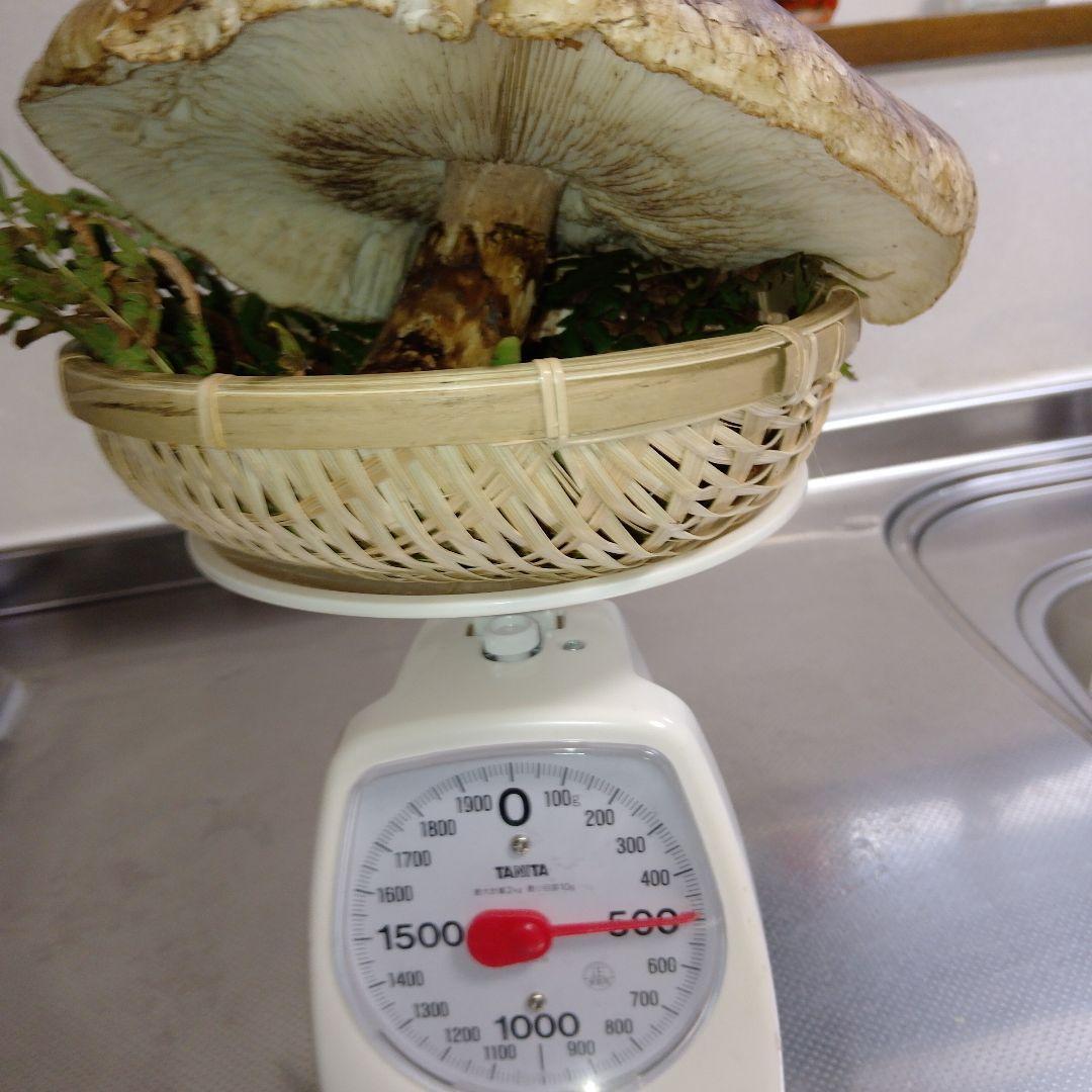 イ*チ様 ✿大きな大きな巨大松茸470グラム❀