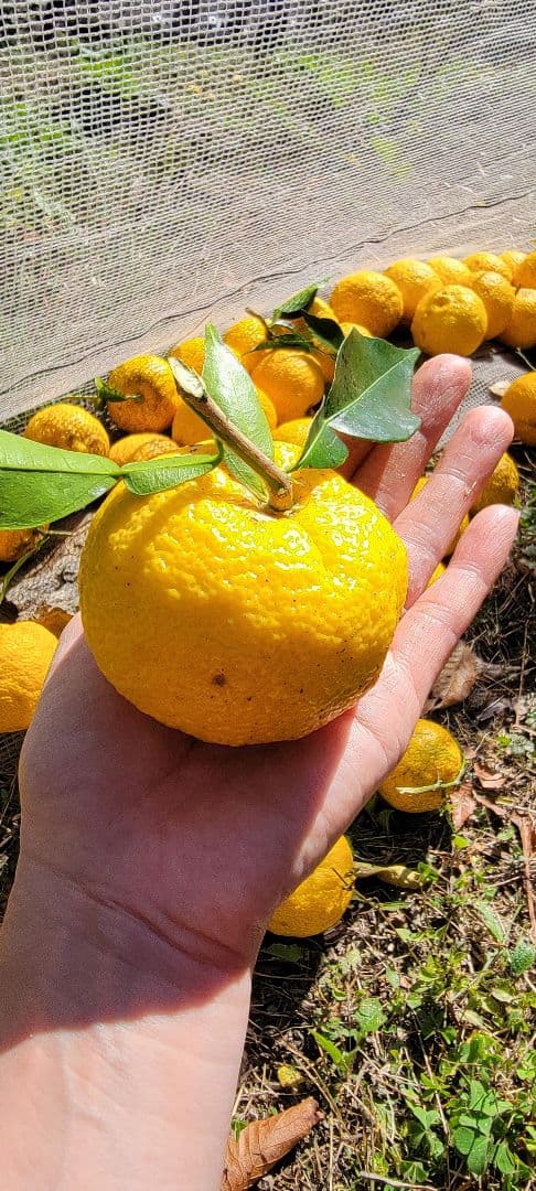 ゆず果汁 一升瓶 2本セット