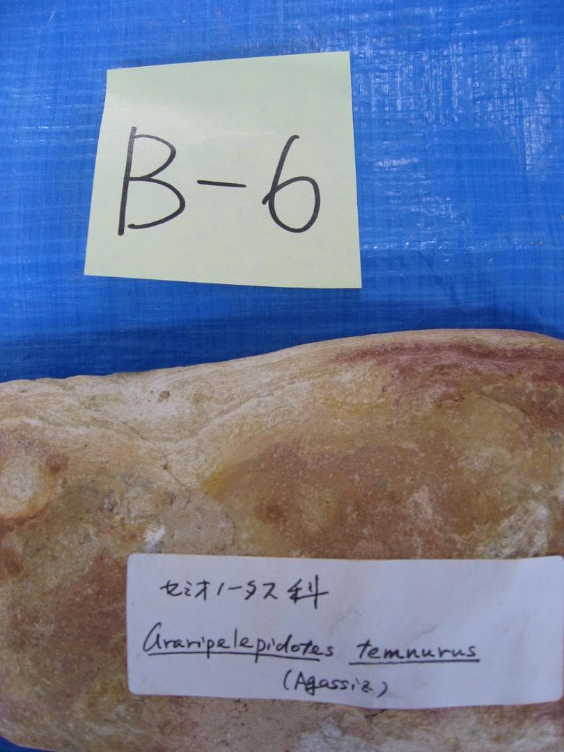 化石　F-1 B-6 B-22 B-23