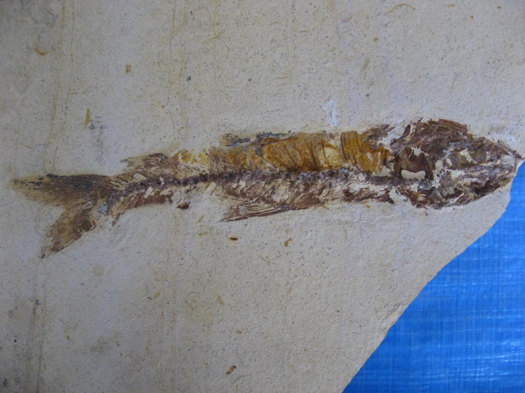 化石　F-1 B-6 B-22 B-23