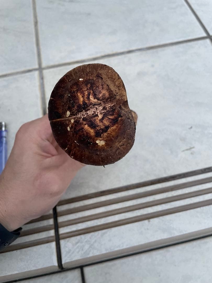 採れたて広島県産　10月25日　採取　松茸　4本　260グラム