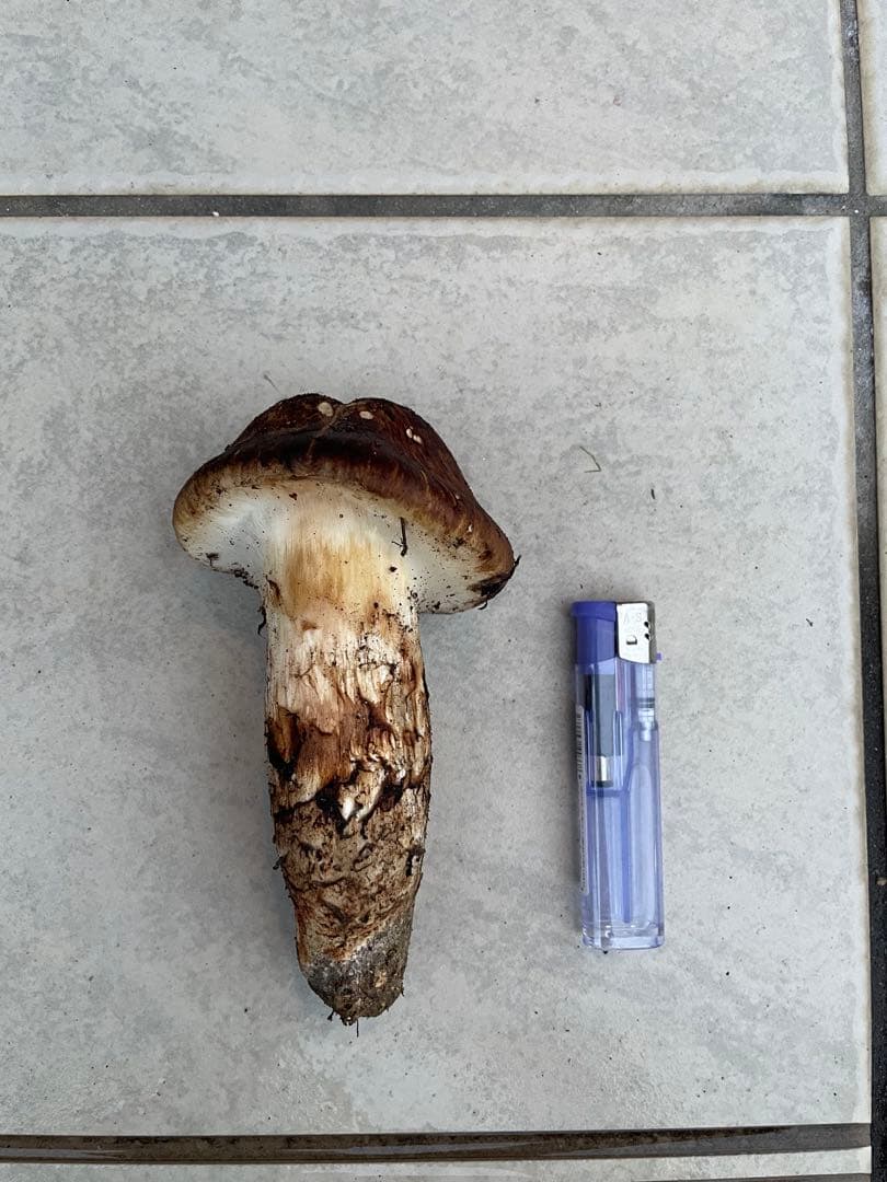 採れたて広島県産　10月25日　採取　松茸　4本　260グラム