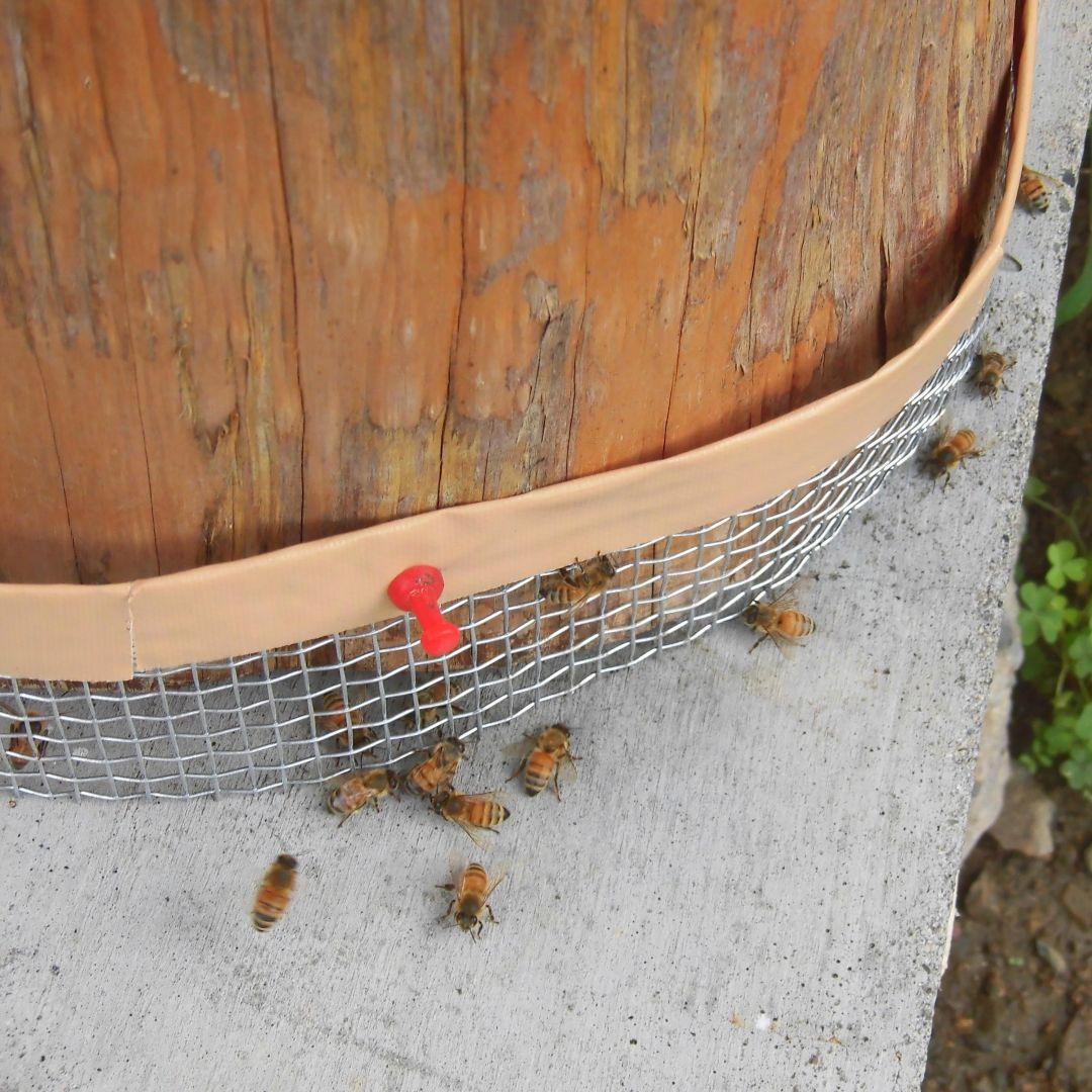 日本蜜蜂のはちみつ　結晶化　蜂蜜　百花蜜　ニホンミツバチ　国産　非加熱　無添加