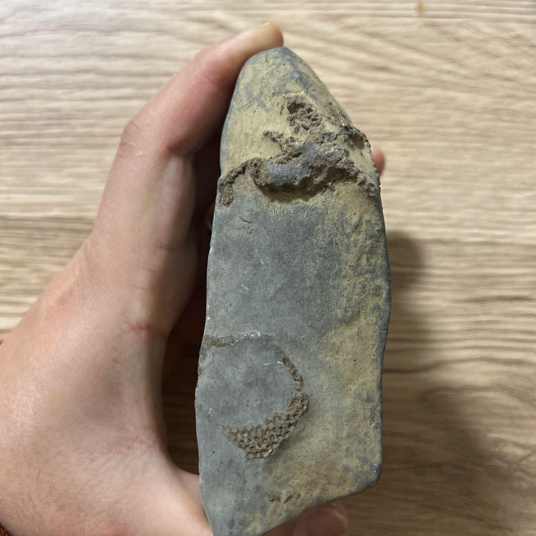 化石　爬虫類　ノジュール