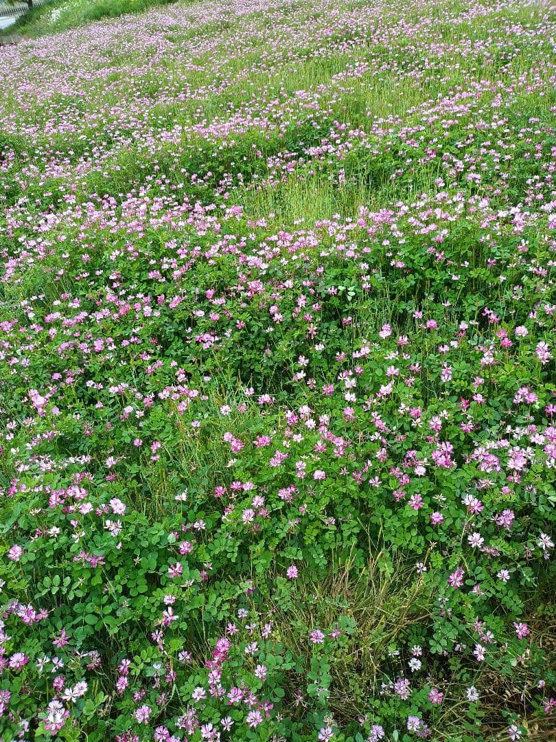 令和7年新米きぬむすめ玄米10キロ