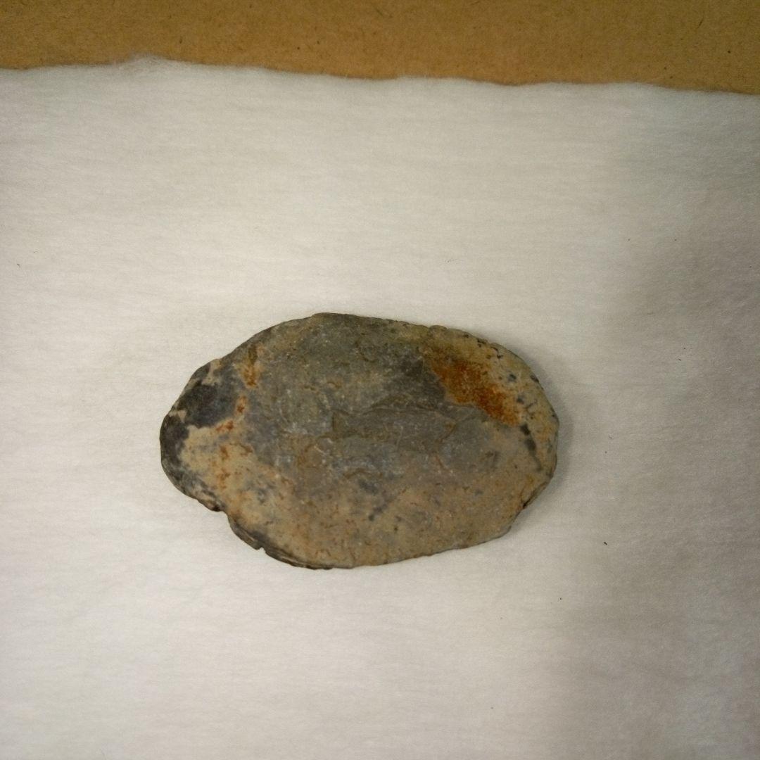 三葉虫　化石　三葉虫化石　究極のレトロ　fossil　ボリビア産　化石管理番号⑧