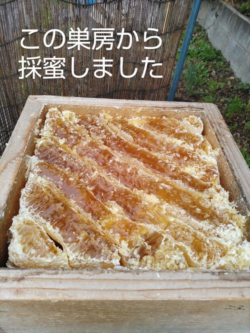 「rii☆」新蜜　日本ミツバチの百花蜜（１年物）　550ｇ✕4本