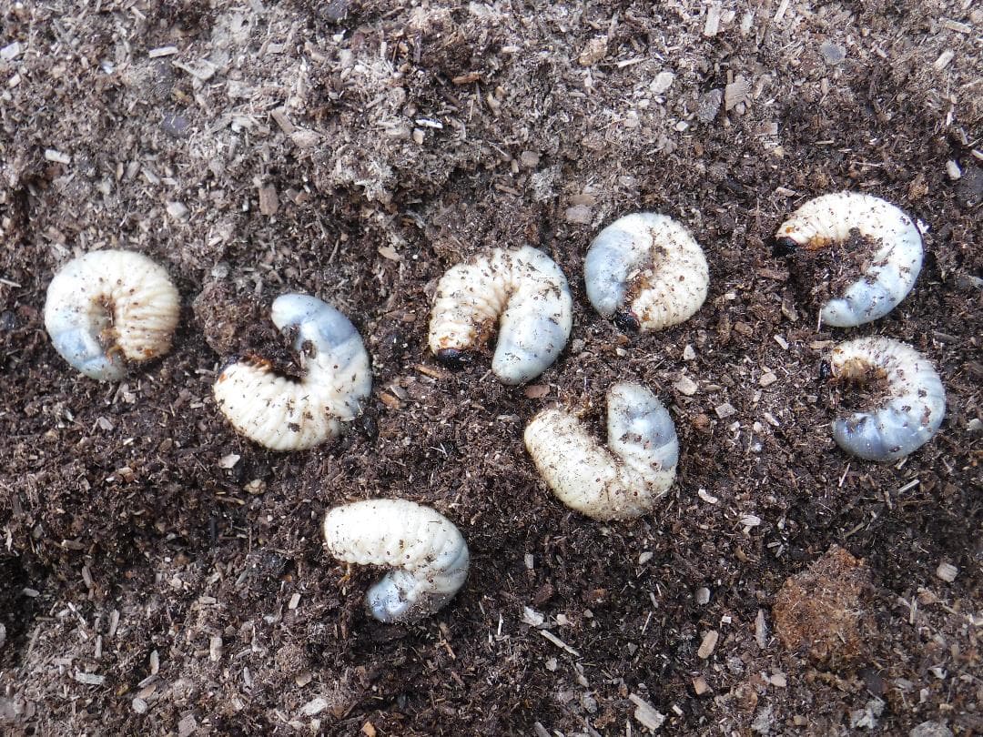 カブトムシマット：発酵熟成竹①：成虫・幼虫飼育用：１，０００ℓ