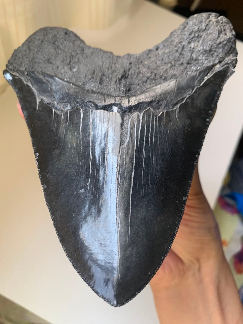 最大級　メガロドン　化石　サメの歯　463g　隕石　恐竜　爪　牙　三葉虫　骨