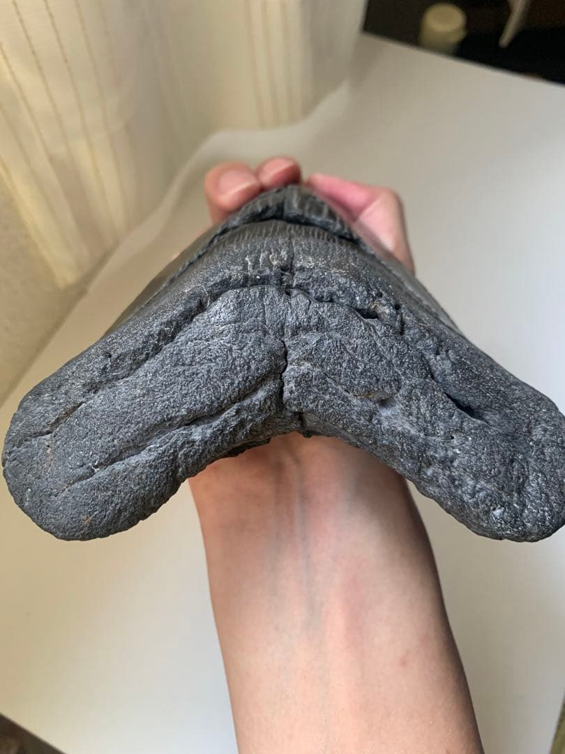 最大級　メガロドン　化石　サメの歯　463g　隕石　恐竜　爪　牙　三葉虫　骨