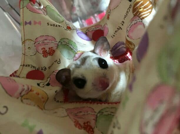 モモンガハウス(スイーツ柄Ver.5)茶ドット 春(夏)仕様　1850円