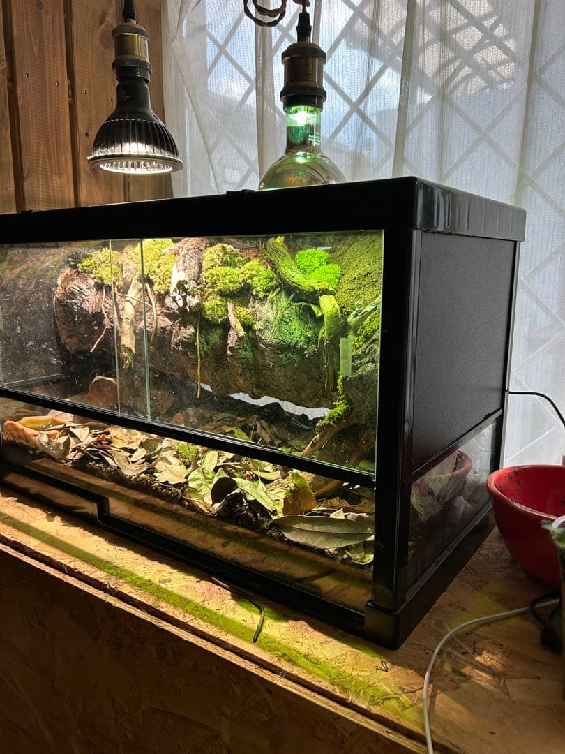 爬虫類ケージ　レイアウト品