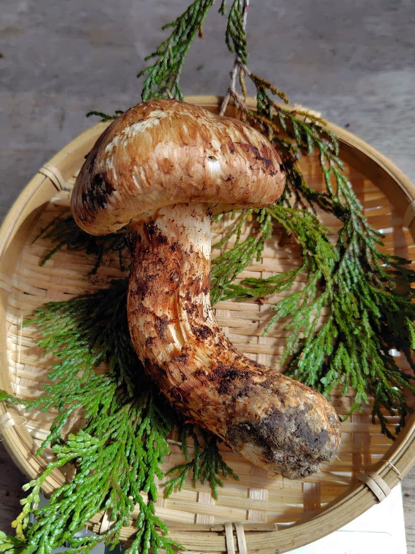 最上！ 松茸 126g すだちつき 信州 北アルプス産 天然きのこ 長野 国産