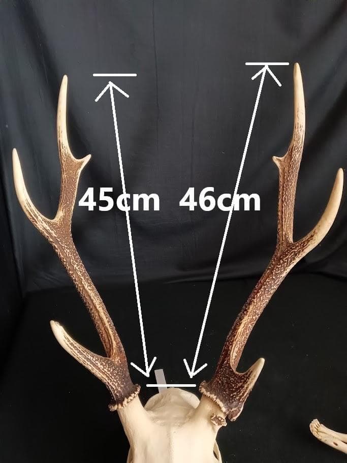 【角付き骨格標本】種名　ニホンジカ　♂　58Kg