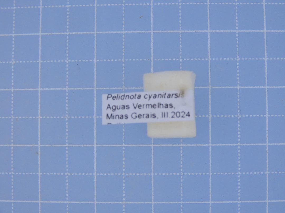 標本 Brazil Pelidnota cyanitarsis 20mm