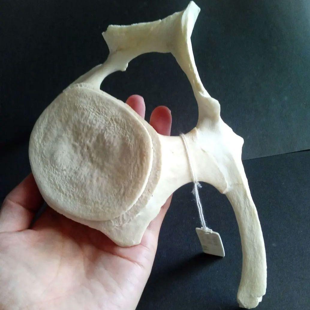 骨格標本　ヒゲクジラ　ミンククジラ　椎骨　特大