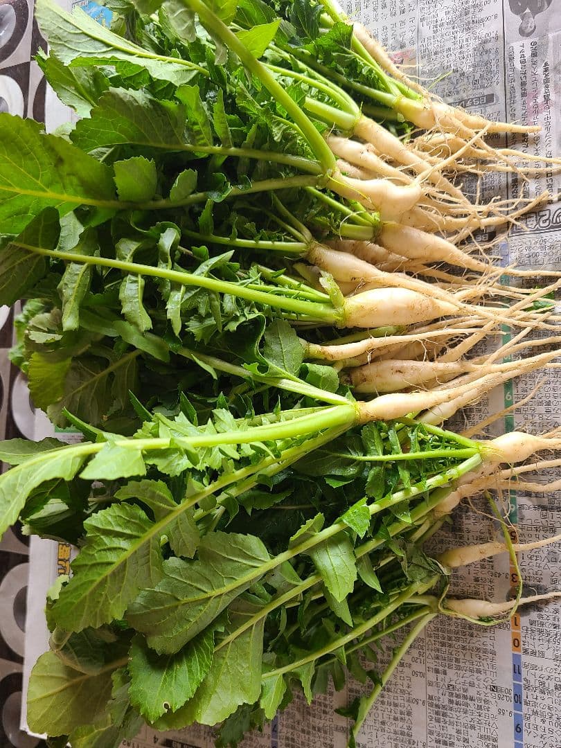 大根　大根菜　大根葉　野菜　300㌘～