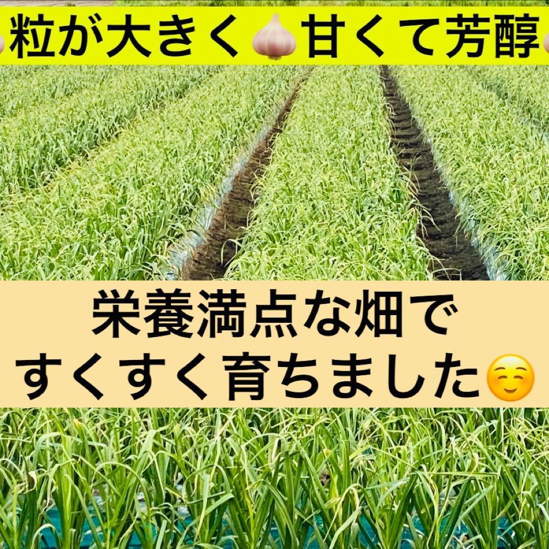 タネにおすすめ　青森県産 にんにく 3kg 2Lサイズ　福地ホワイト六片