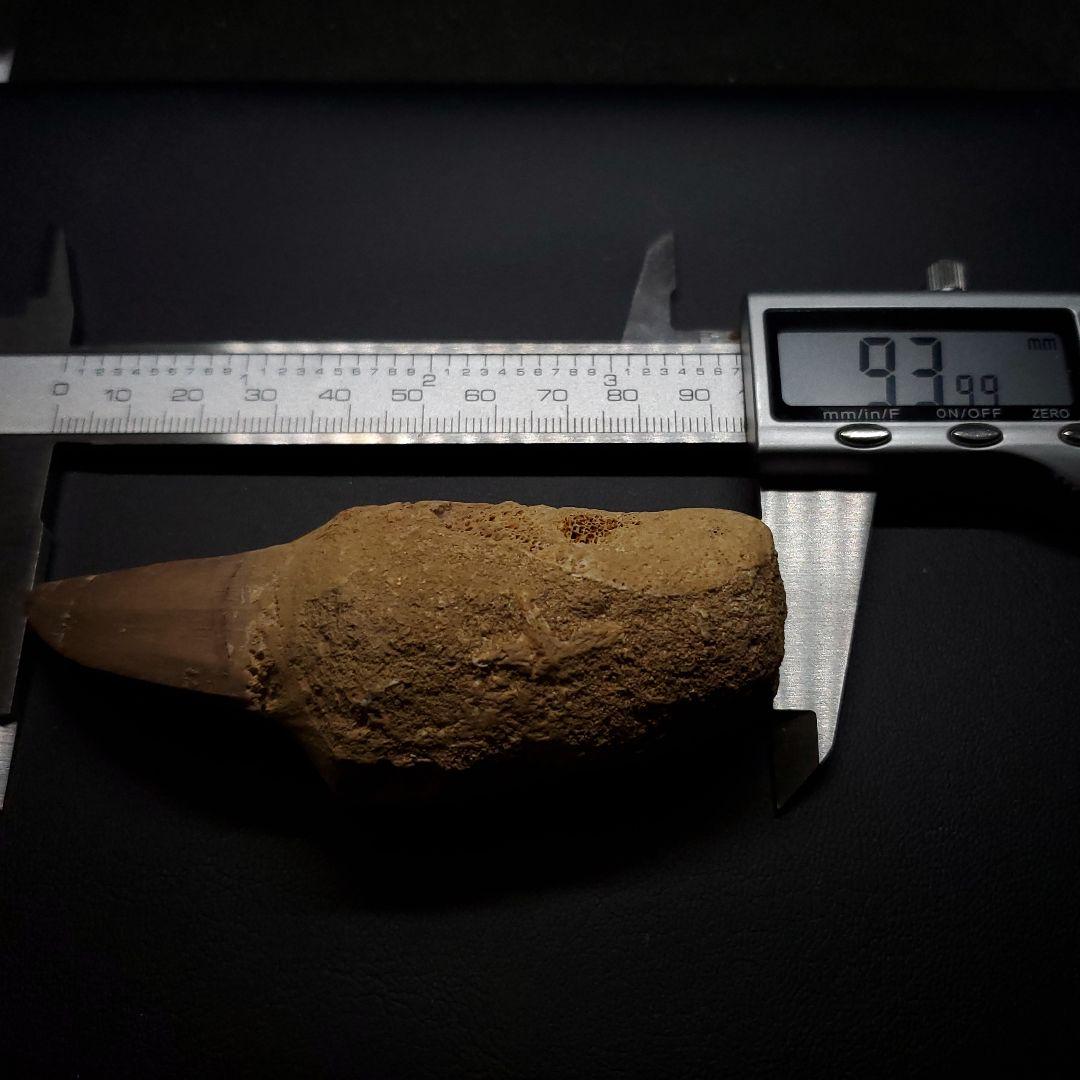 歯根付き モササウルス 化石 歯 本物 モロッコ産 93.99mm mos133