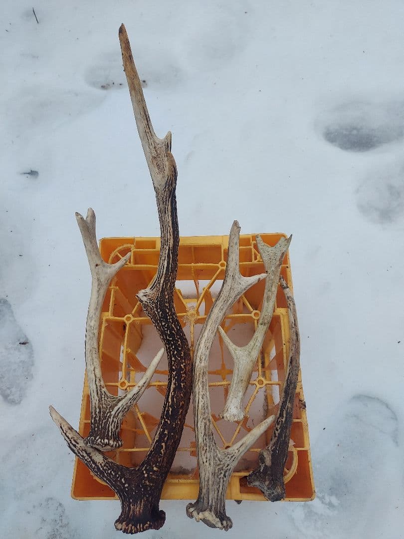 【クラフトさま専用】エゾシカの角 7本セット 約60cm