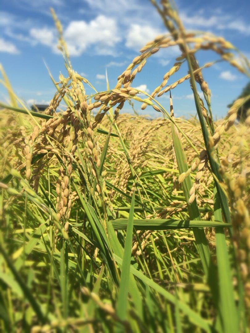 こだわりのお米　つきあかり　生産者直送　精米10キロ　令和7年度産