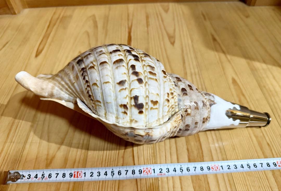 大型39.5㎝修験道法螺貝　山伏　密教　魔除け　熊よけ❣️ホラガイ　ほら貝