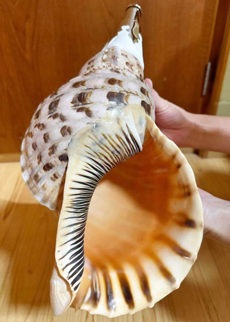 大型39.5㎝修験道法螺貝　山伏　密教　魔除け　熊よけ❣️ホラガイ　ほら貝