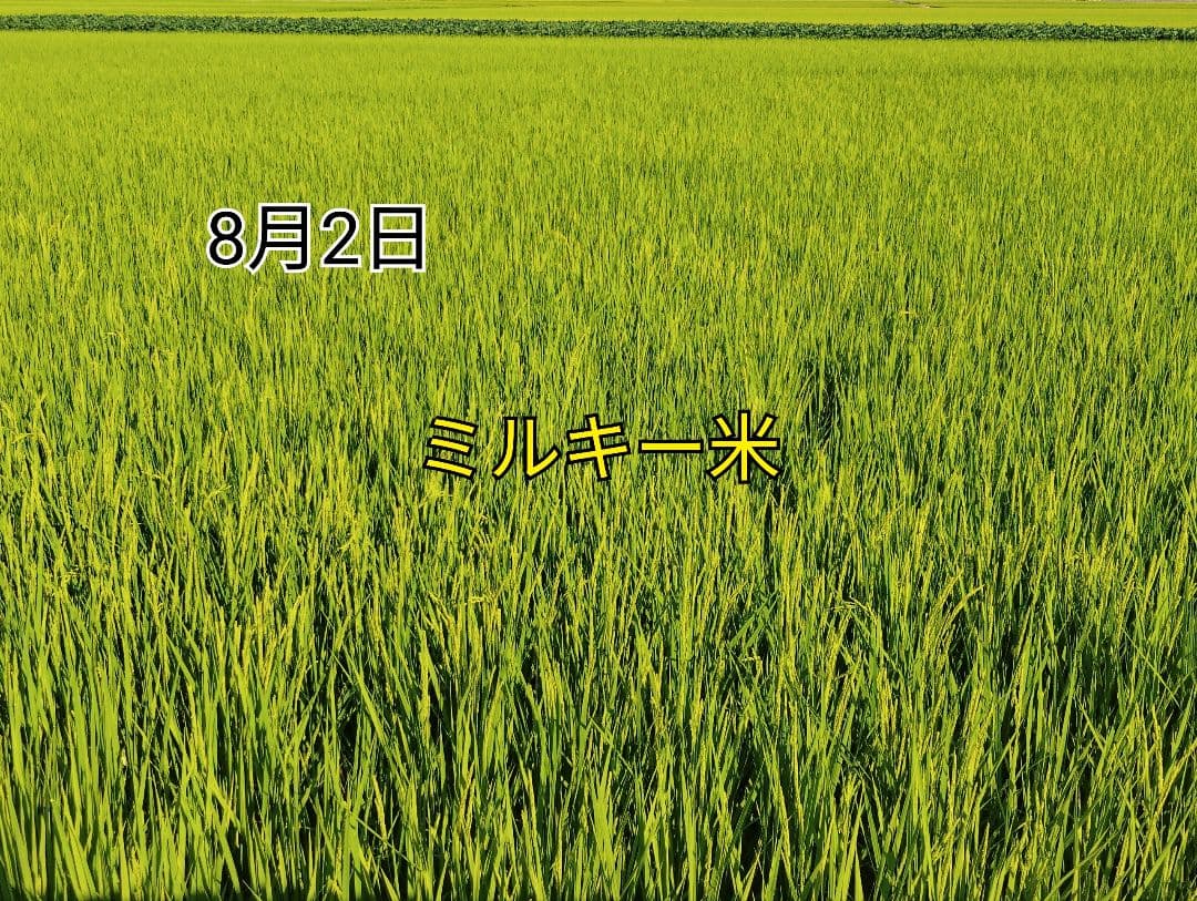 特別栽培米新潟県産ミルキークイーン15k