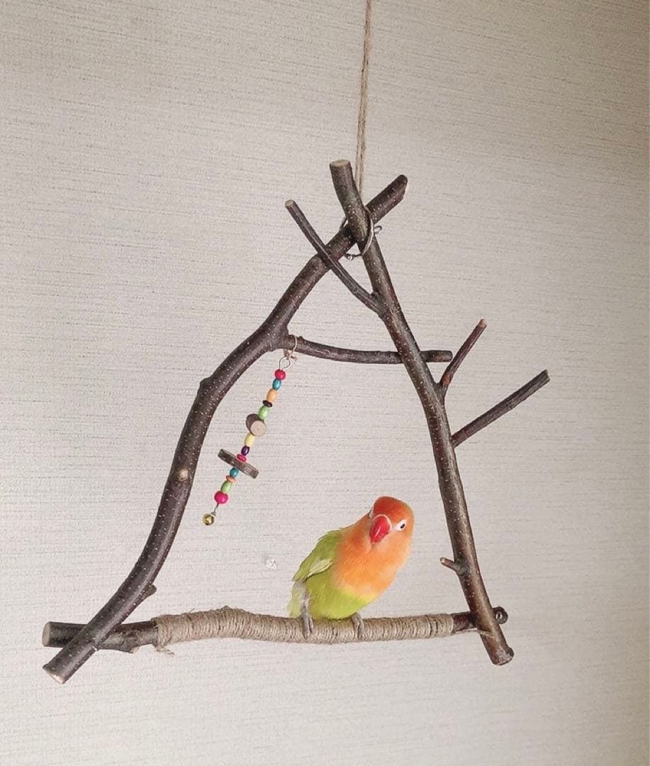 白樺小枝のブランコ♪