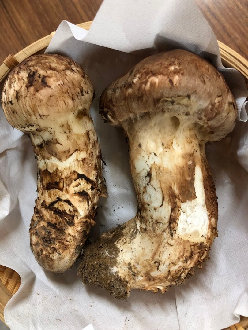 岩手県産　極上松茸（262g）②