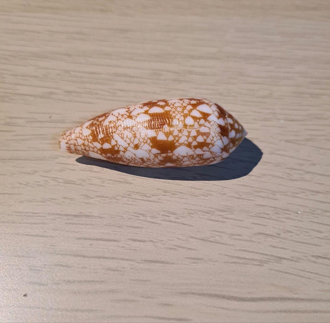 イモガイ貝殻 Darioconus Auricomus