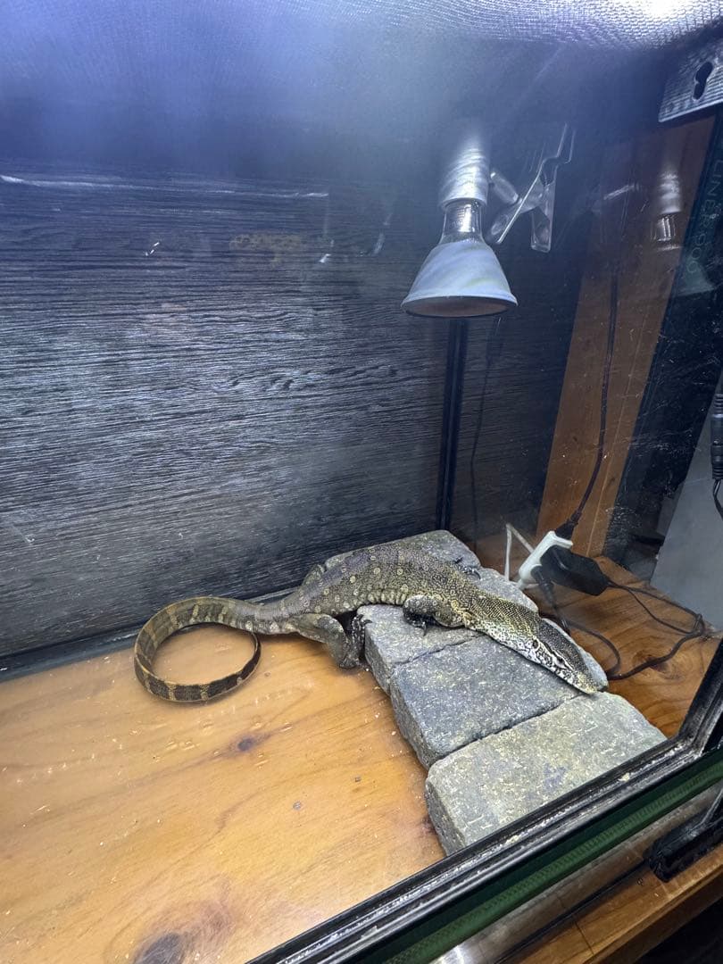 REPRO 1260 飼育ケージセット　ガラス製