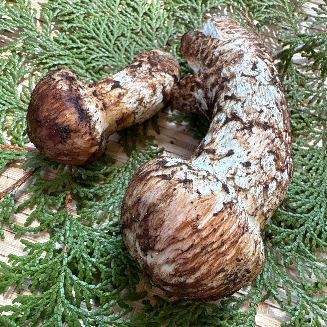 長野県南信州産‼️松茸 大小　2本セット 133g 10/28朝採れ