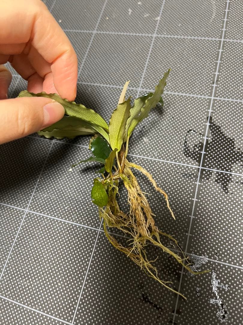 【山水苑タグ付き】Bucephalandra sp. \"AW No1\"