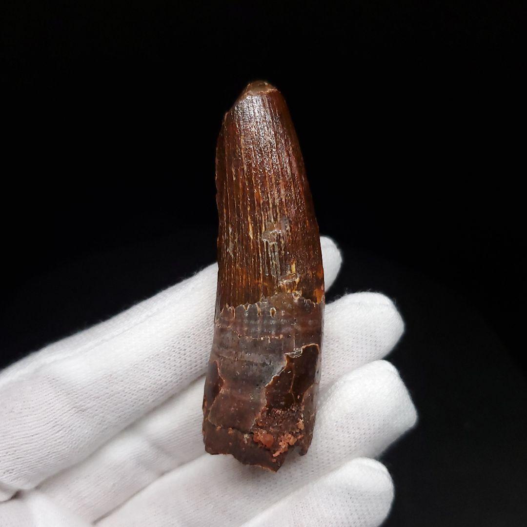 美品 スピノサウルス 本物 モロッコ産 56.58mm sp474