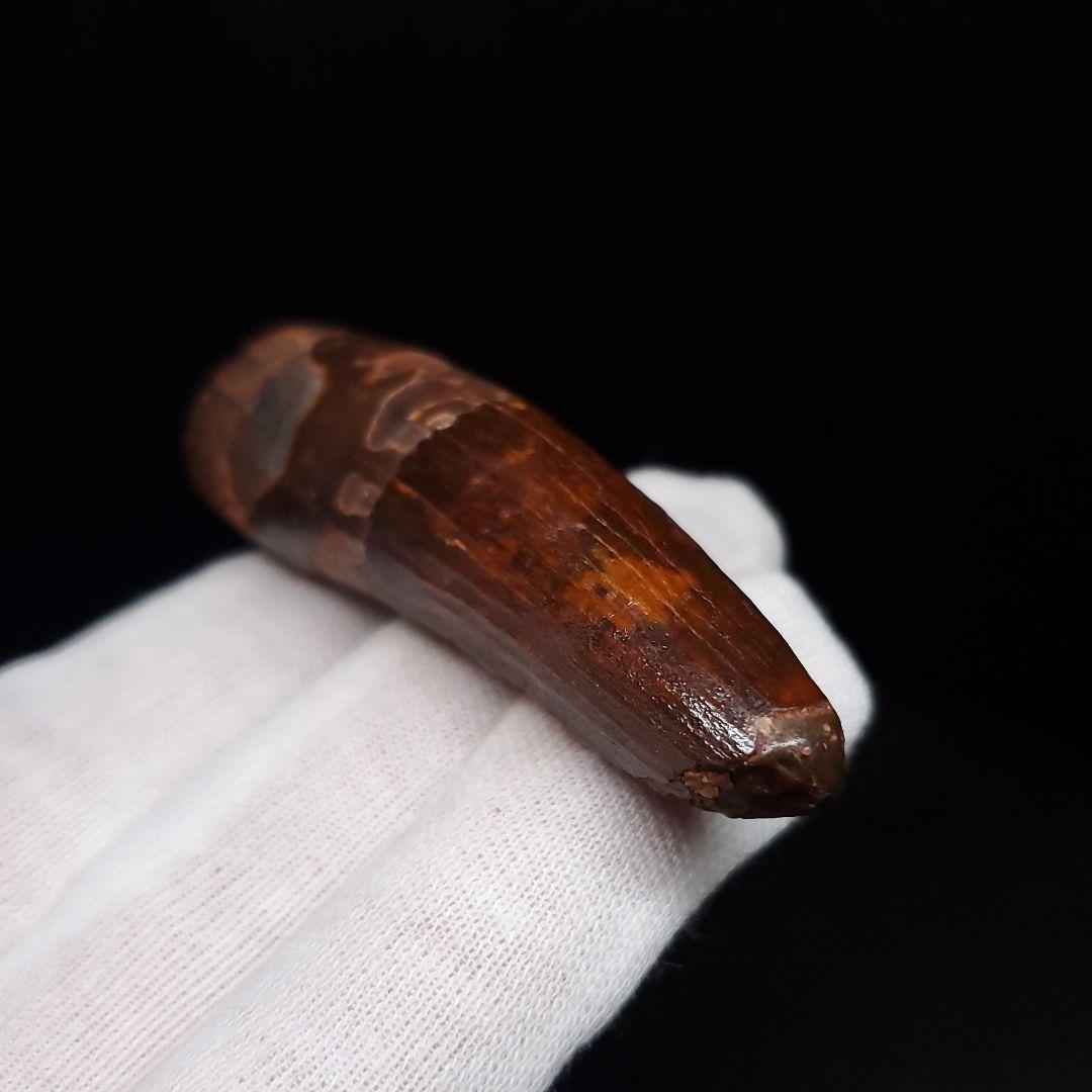 美品 スピノサウルス 本物 モロッコ産 56.58mm sp474