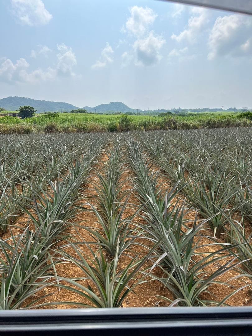 沖縄県石垣島産スナックパイン苗