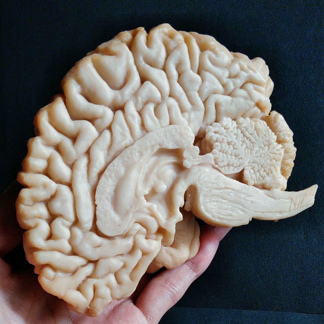 脳　Brain　精密モデル　模型　約14cm　右脳