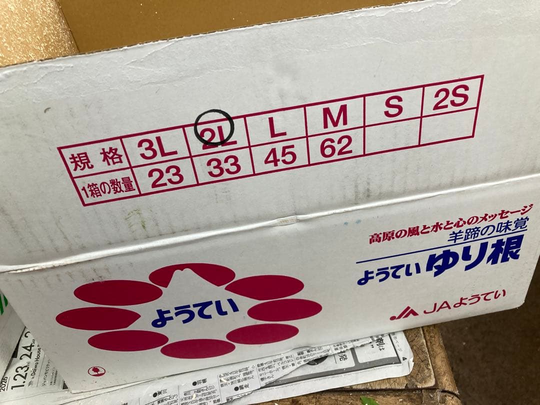 新鮮 ゆり根 ２Lサイズ　33個入り　ゆりね　百合根　北海道産