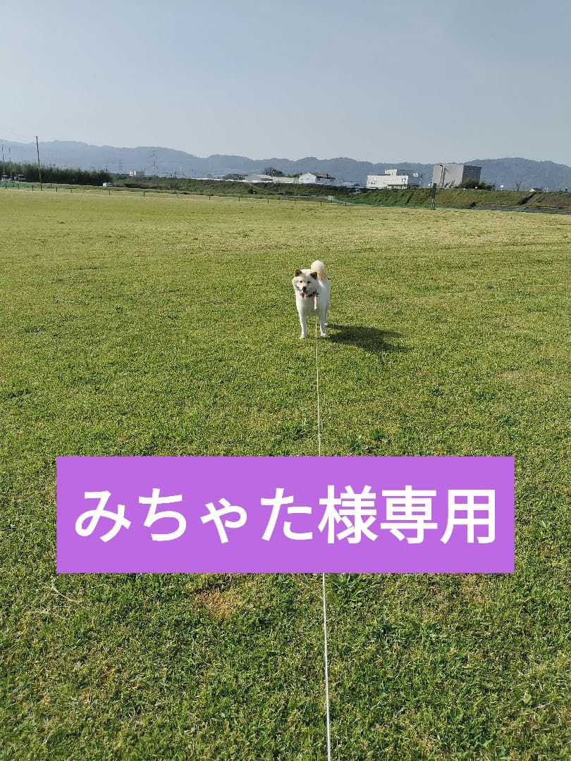 みちゃた　キヌムスメ