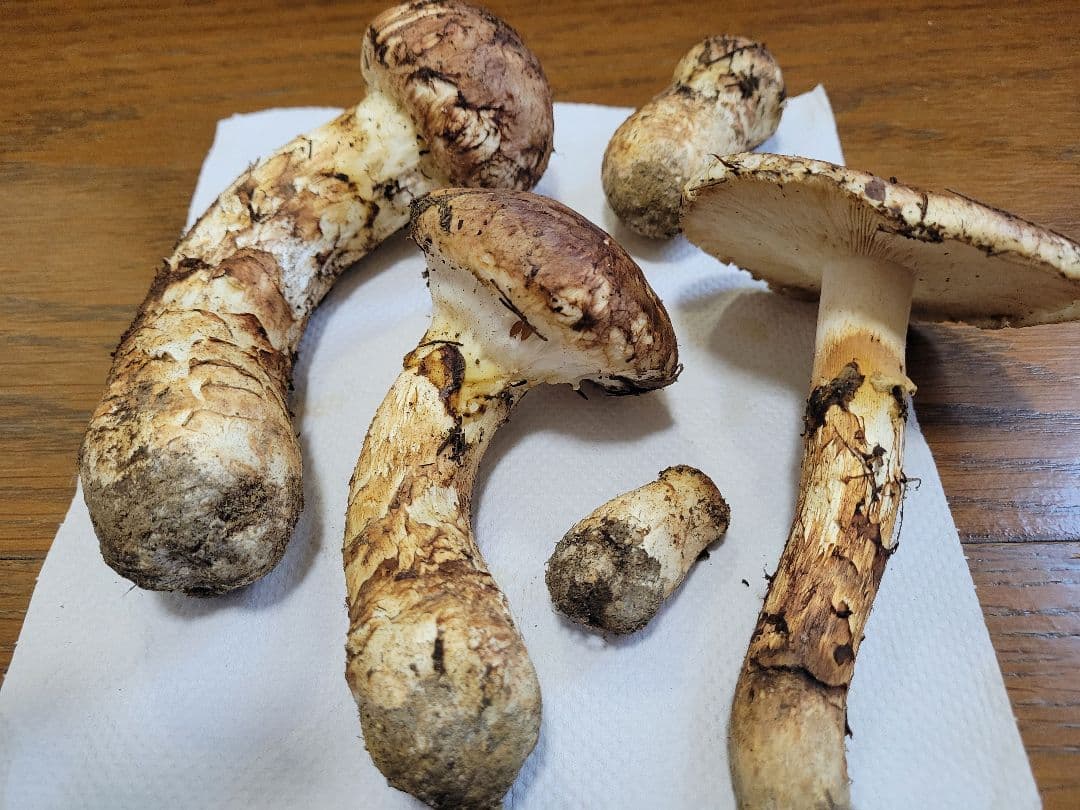 国産　岩手県産　松茸　400g