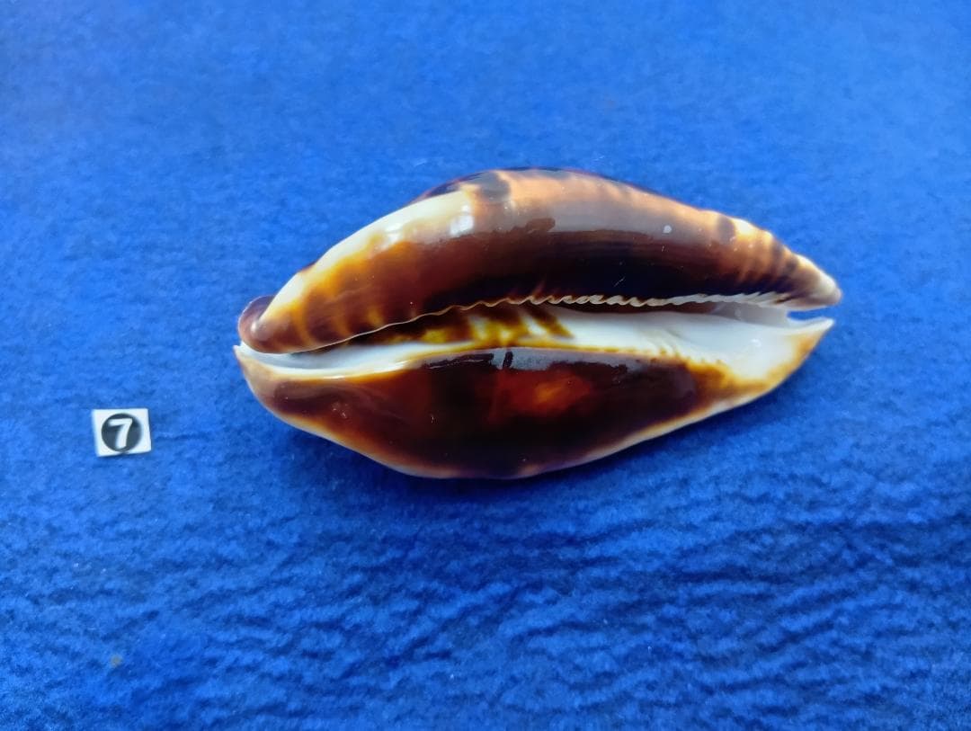 ⑦-1貝標本クロガネダカラ
