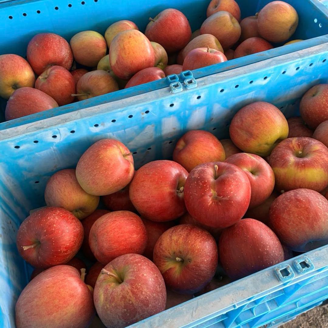 1番大特価‼️長野県産シナノスイート新鮮りんご♪家庭用新鮮採れたて！安くて甘い