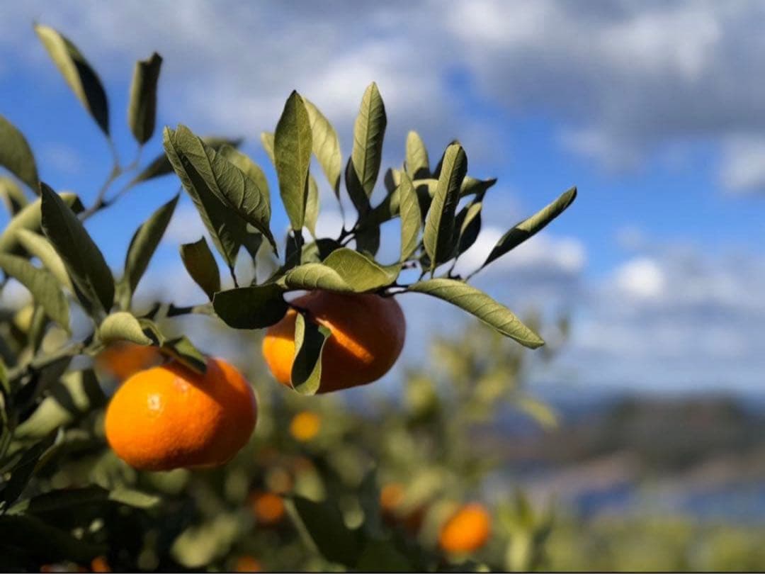 ⑥温州みかん 樹熟大坊みかん 優品(家庭用傷あり)2Sサイズ10kg