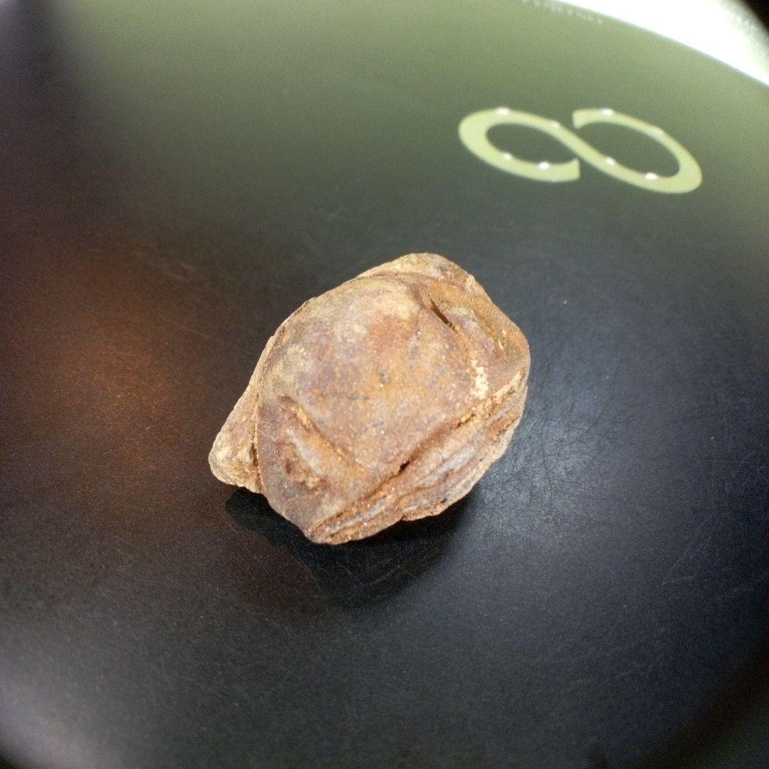 三葉虫　南米産　化石　fossil　ボリビア産　trilobite　南米化石郡⑨