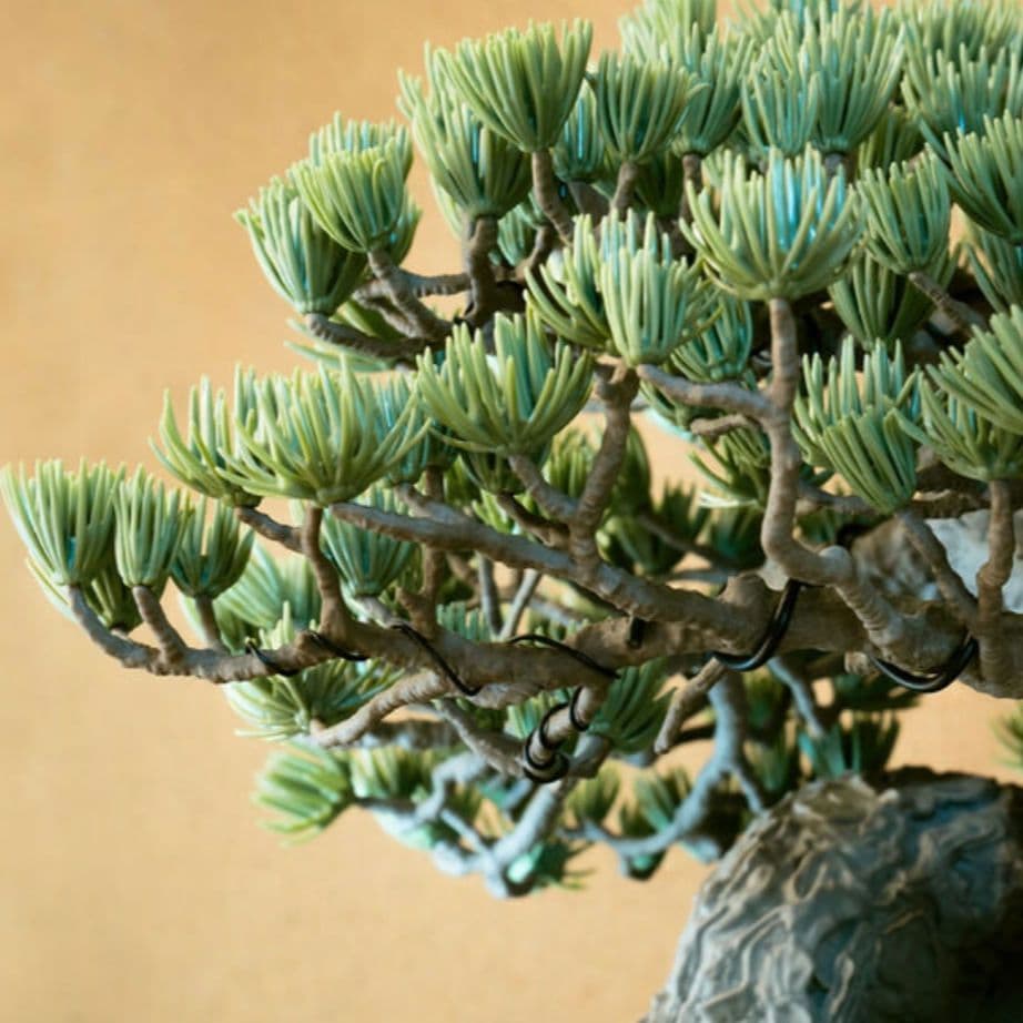 neighborhood srl bandai bonsai 盆栽 ツールセット