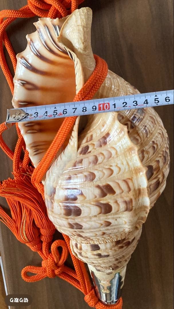 法螺貝 大型40cm 以上　吹き口付き 網袋・房付き 修験道 山伏
